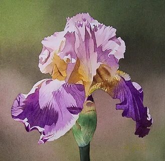 Iris cams