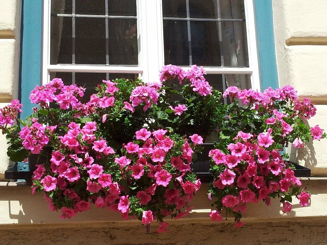 Пеларгония ампельная balkon. Петуния ампельная. Ампельная петунья герань. Петуния плющевидная. Герань балконная