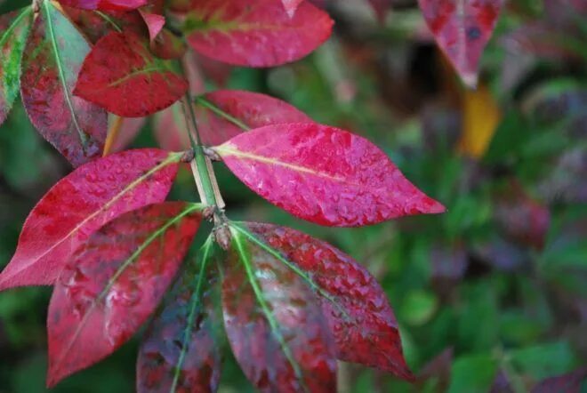 Plants that display beautiful fall colors Bush plant, Burning bush, Burning bush