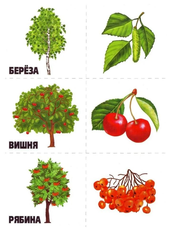 Листья и плоды деревьев картинки. Обучающие карточки &quot;растения и их плоды, вершки и корешки&quot;. карточки деревья и кустарники. карточки деревья и кустарники для детей. деревья и их плоды.