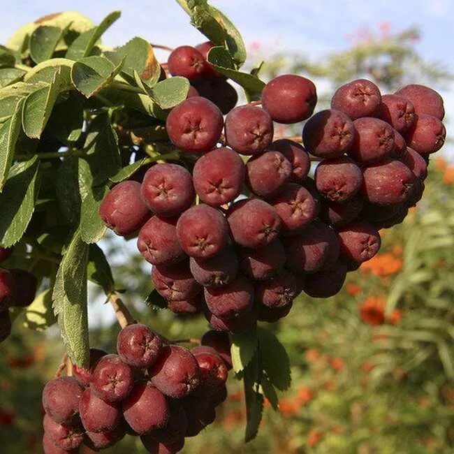 Ягода коричневого цвета. Рябина обыкновенная бурка. Рябина Титан Гранатная. Рябина обыкновенная Гранатная. Рябина обыкновенная Титан.