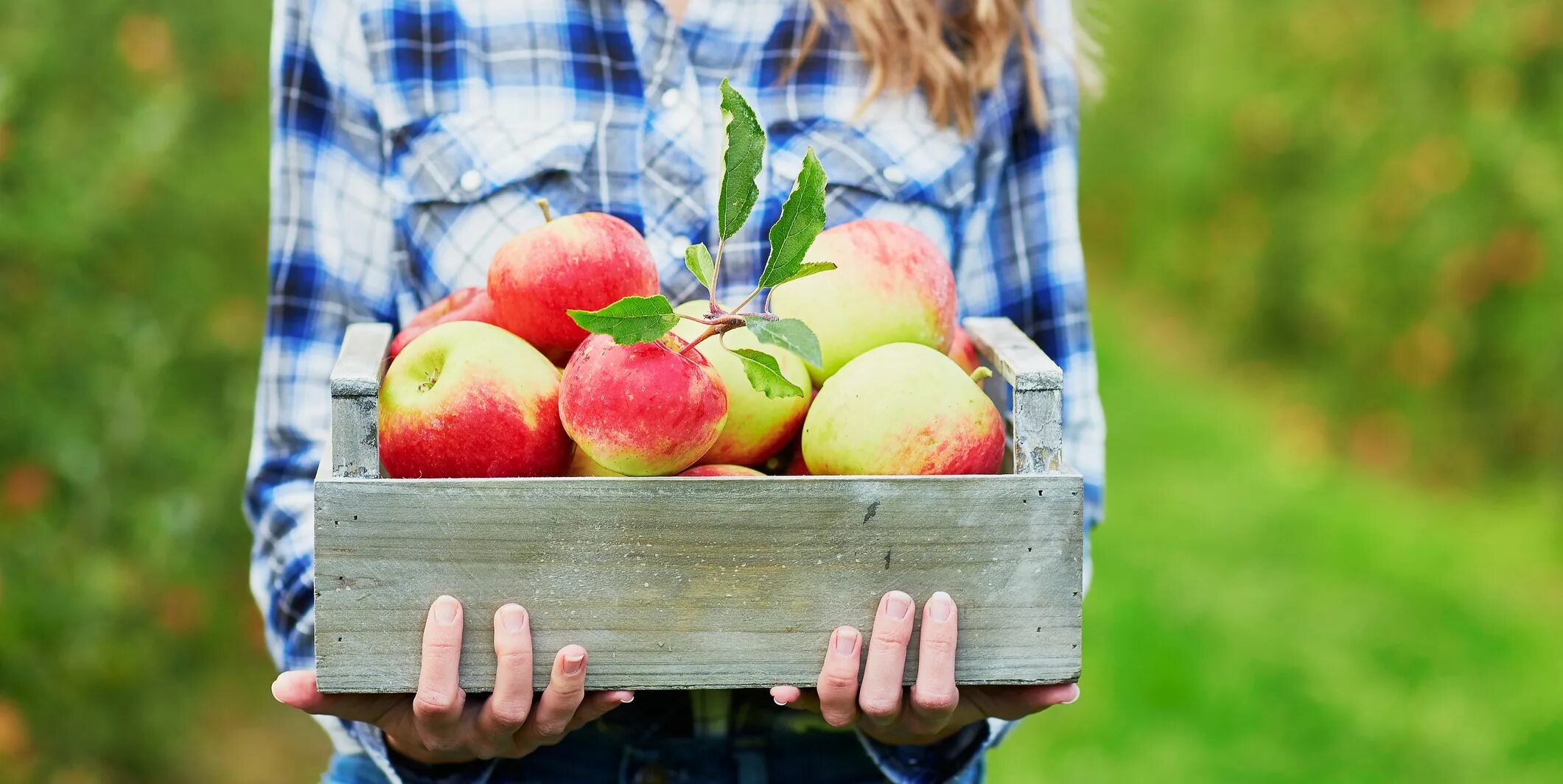 Сбор фруктов. Урожай яблок. Сбор яблок. Яблоки в саду. The apple am little