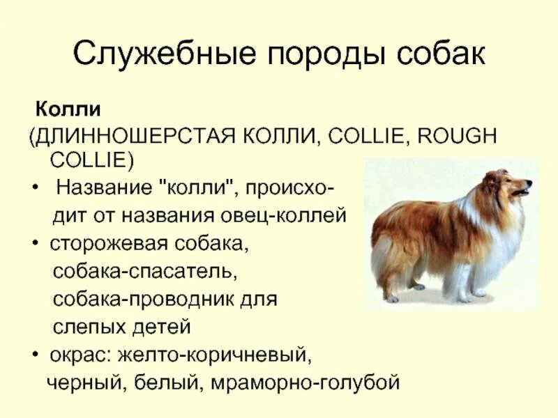Колли порода собак характеристика. Вес колли длинношерстной. Рассказ о породе собак колли. Колли собака характеристика. Колли собака описание для детей 1 класса.