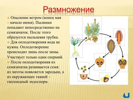 Размножение происходит семенами