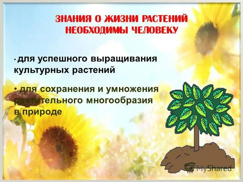 длиннокорневищные растения. роль растений в жизни человека. роль растений в жизни человека. знания о жизни растений. культурные растения в природе и в жизни человека.