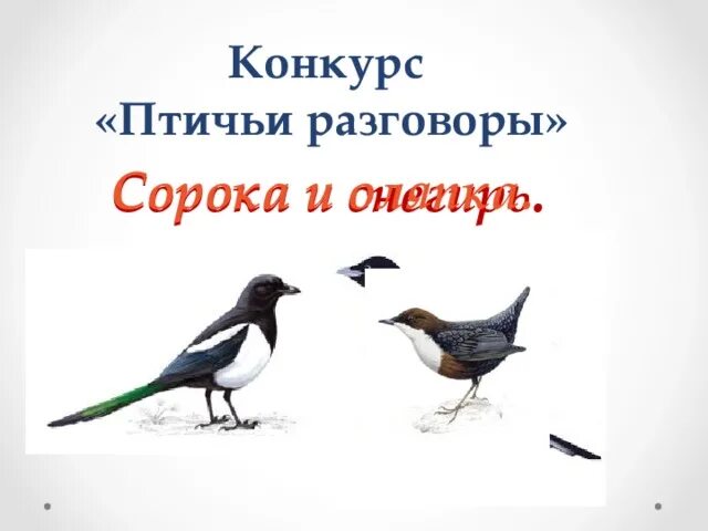 Беседа сороки. Птичьи разговоры. Классный час на тему птичьи разговоры. Птицы-наши друзья сорока. Птичьи разговоры картинка.