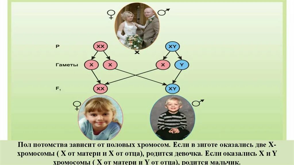 Сколько дает потомства. Пол ребенка от хромосом. Пол ребенка зависит от отца. Х И Y хромосомы пол ребенка. Хромосомы отца и матери.