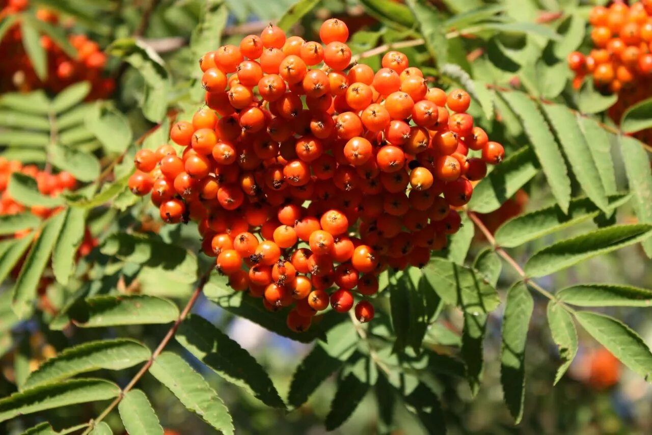 Рябина горная sorbus scopulina. Рябина красная. Рябина полезная ягода. Чем полезна рябина. Лекарственные травы - рябина.