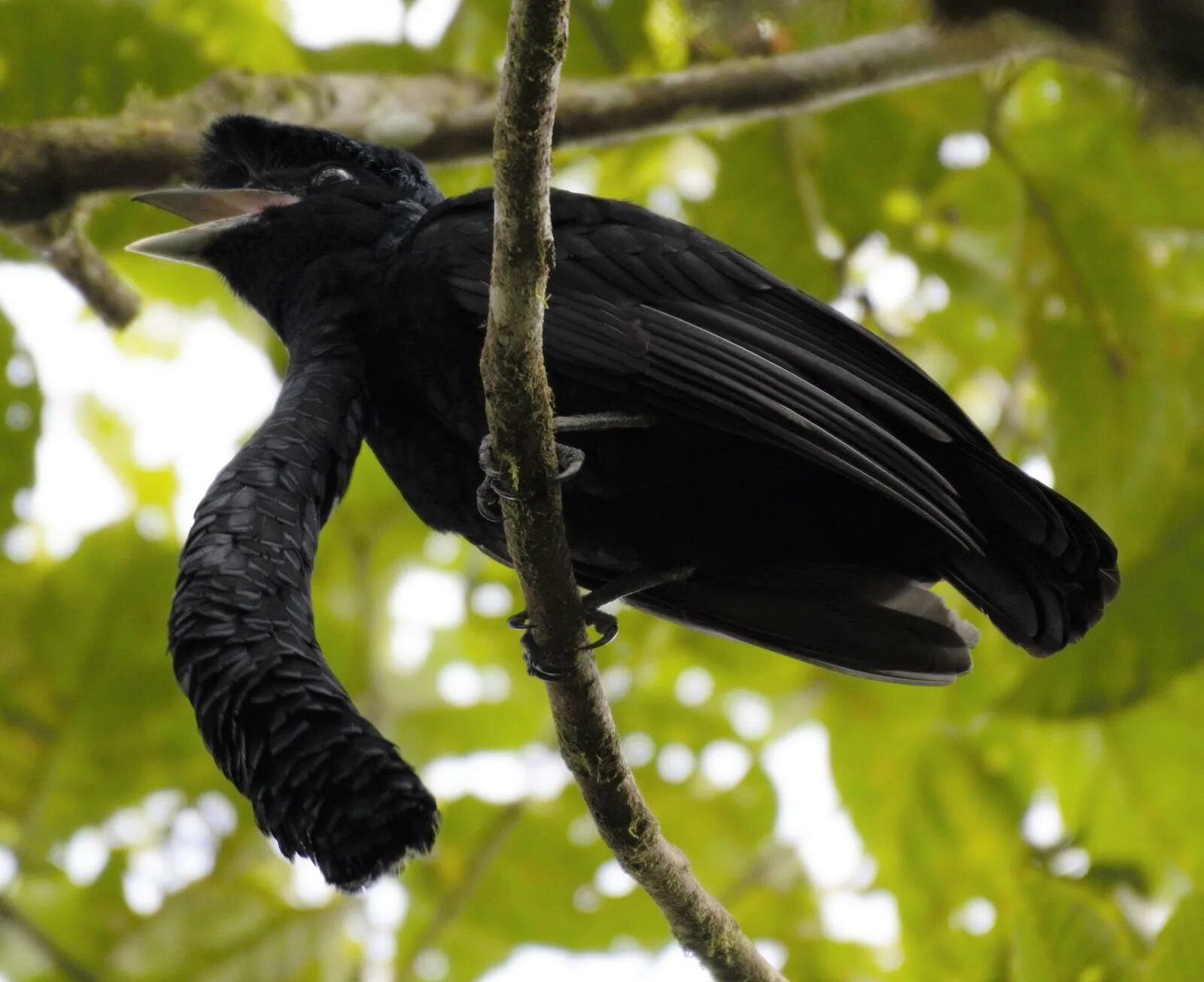 Зонтичная птица. Эквадорская зонтичная птица. Long-wattled Umbrellabird. Амазонская зонтичная птица. Cephalopterus glabricollis.