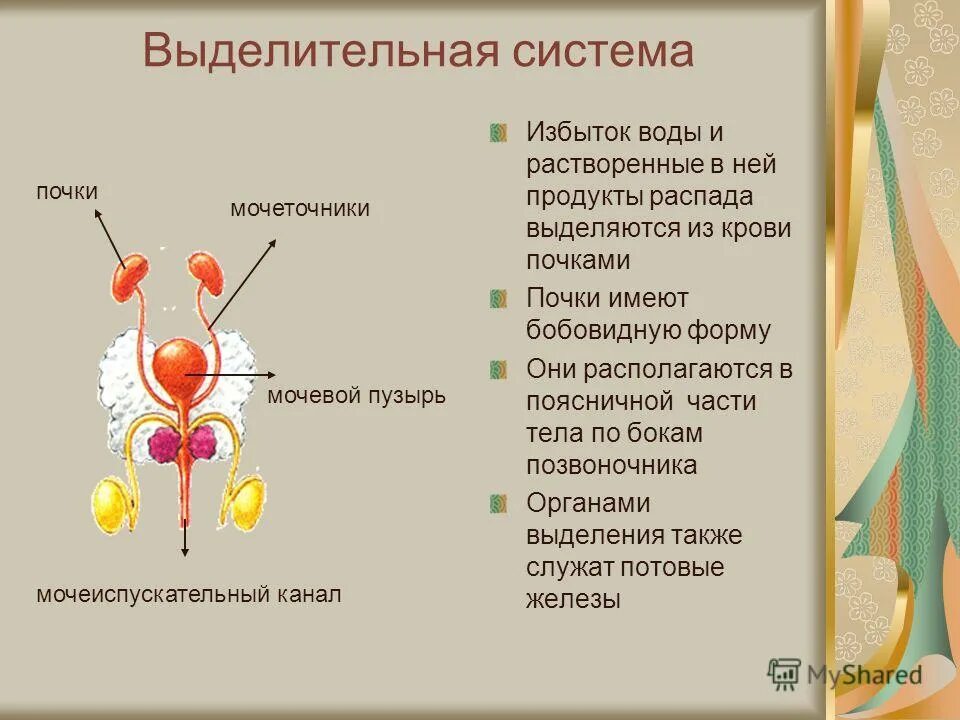 Какая железа выполняет выделительную функцию