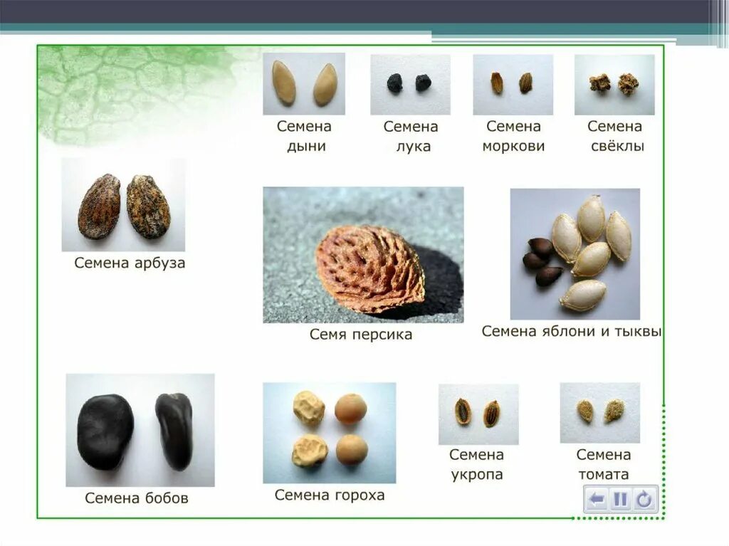 Как можно называть семена. Разнообразие семян. Семена растений и их названия. Внешний вид семян. Семена различных растений.