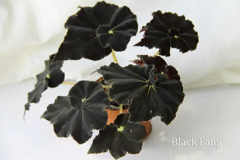Бегония black