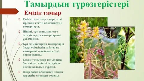 Джулианна Вега мен Миа Халифа кейбіреулермен жыныстық қатынасқа түседі