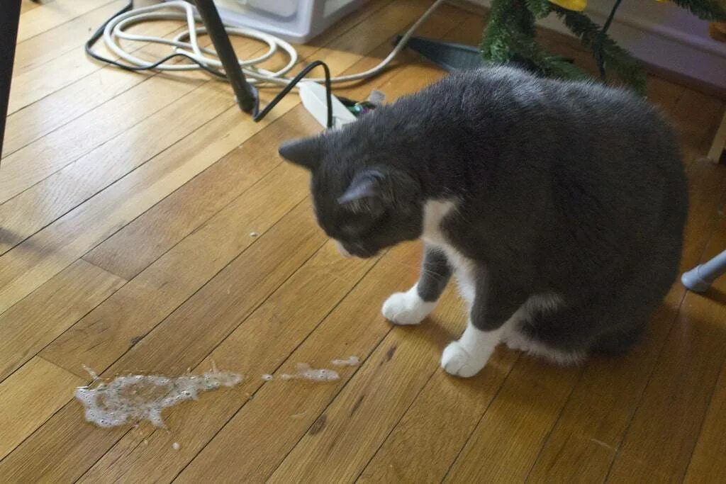 Почему котенка вырвало. Почему котенка вырвало. Кота стошнило желтой жидкостью. Коричневая рвота у кошки. Кот рыгнул желтой жидкостью.