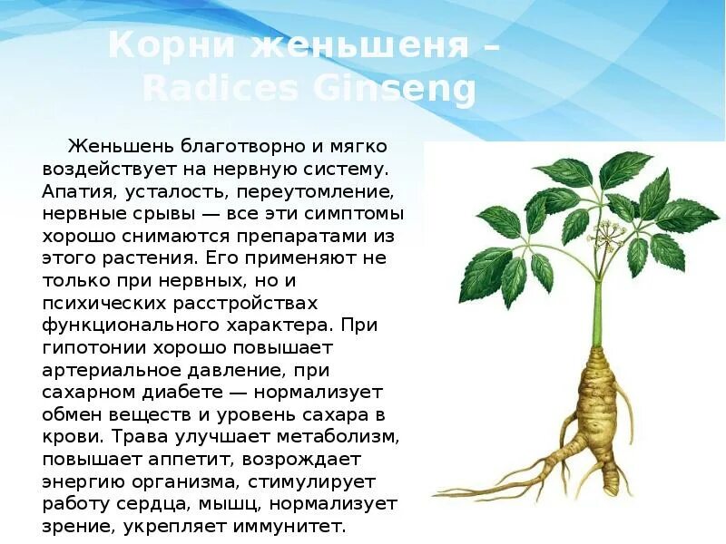 Женьшень. Растения , влияющие на нервную систему. Женьшень Фармакогнозия. Корни женьшеня ЛРС.