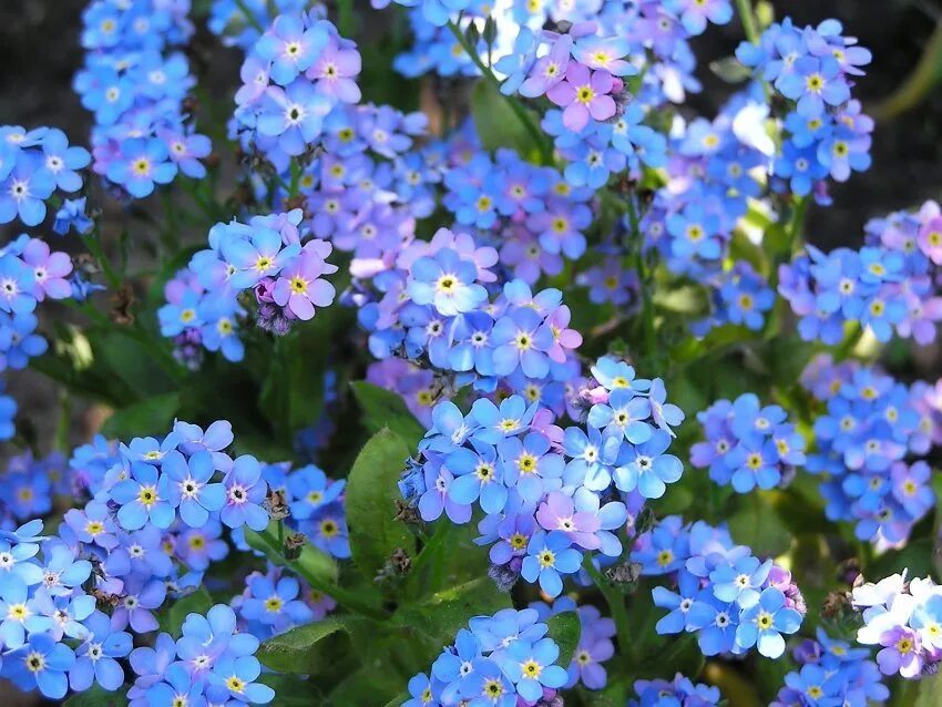 Садовый цветок синий. Незабудка Чекановского. Незабудка Лесная Myosotis sylvatica. Цветы Незабудка Помпадур.