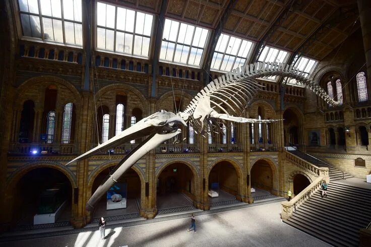 American Museum of Natural History New York City, New York History museum, Nat