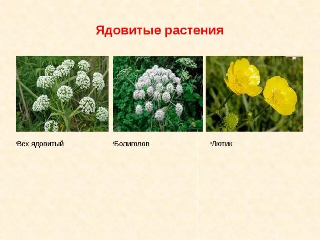 Ядовитые травянистые растения леса. Лютик отпрысковый. Ядовитые луговые растения. Ядовитые растения. Лютик едкий куриная слепота.