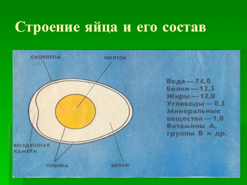 Строение яйца птицы и функции. Строение яйца. Строение куриного яйца. Схема строения яйца. Строение яйца курицы.