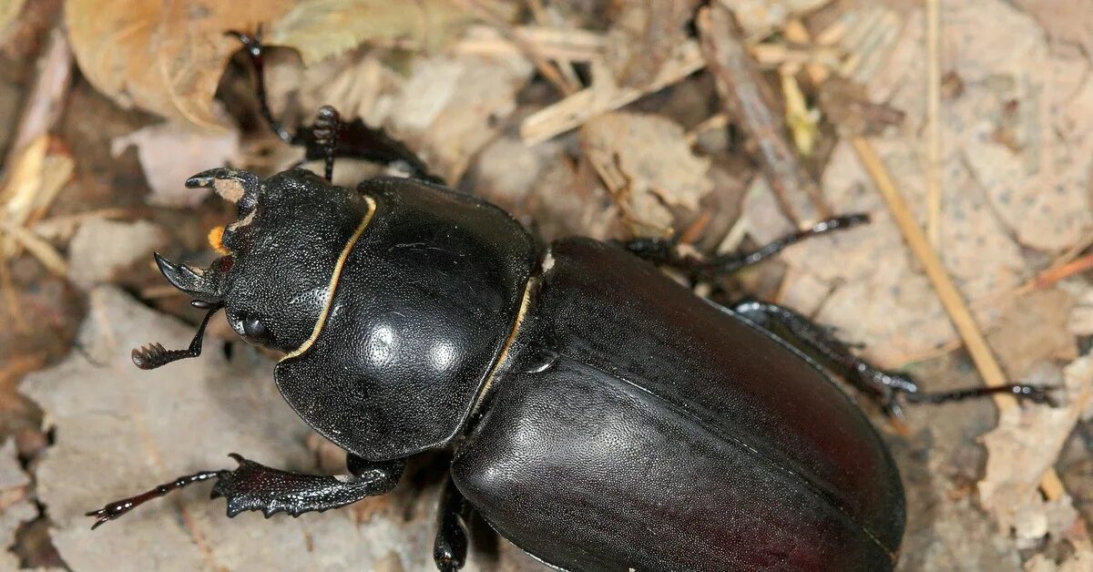 Жук Рогач. Жук Lucanus Cervus. Жук Рогач самка. Жук Оленек обыкновенный. Жуки б буду