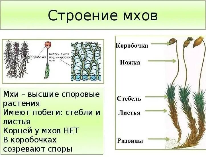 Клетки зародыша хвоща. Отдел Моховидные строение. Отдел мохообразные строение сфагнум. Внешнее строение кукушкиного льна. Водоросль строение Кукушкин лён.