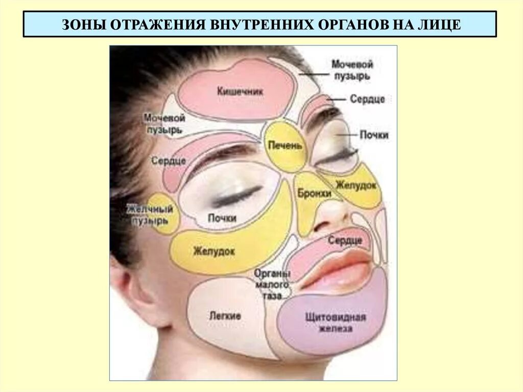 За какие органы отвечают прыщи на лице. Отображение внутренних органов на лице. Схема прыщей на лице. Зоны прыщей на лице. Зоны на лице отвечающие за внутренние органы.