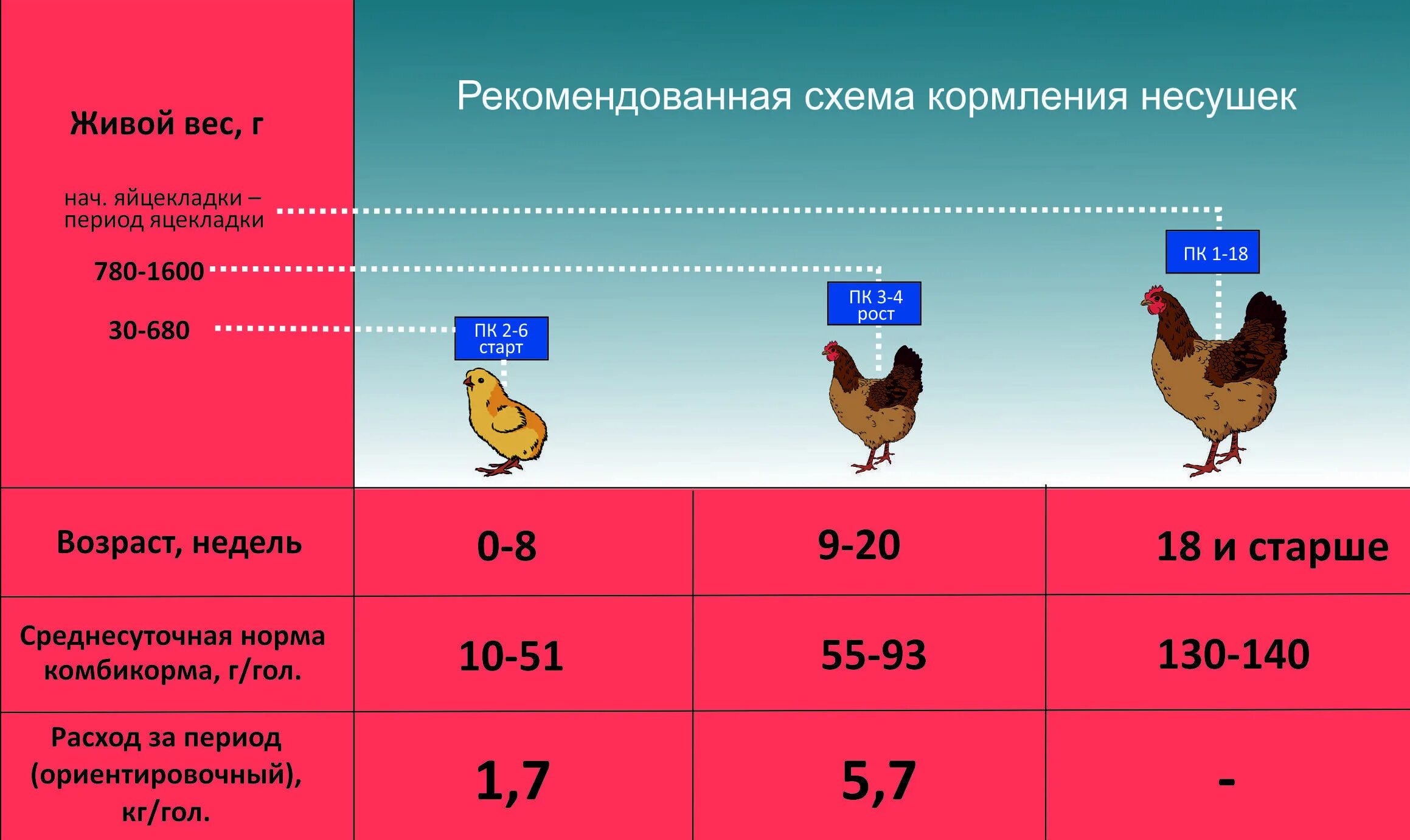 100г курицы сколько. Норма корма для цыплят несушек. Нормы расхода корма для кур несушек. Нормы кормления цыплят бройлеров нормы. Рацион по кормления кур несушек.