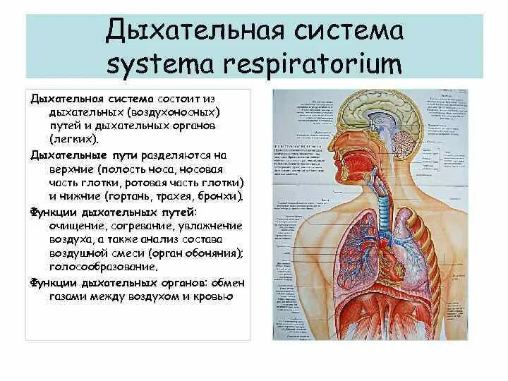 Органы входящие в дыхательную систему функции. Дыхательная система атлас анатомии. Строение дыхательной системы кратко и понятно. Классификация органов дыхательной системы анатомия. Дыхательная система из чего состоит и функции.