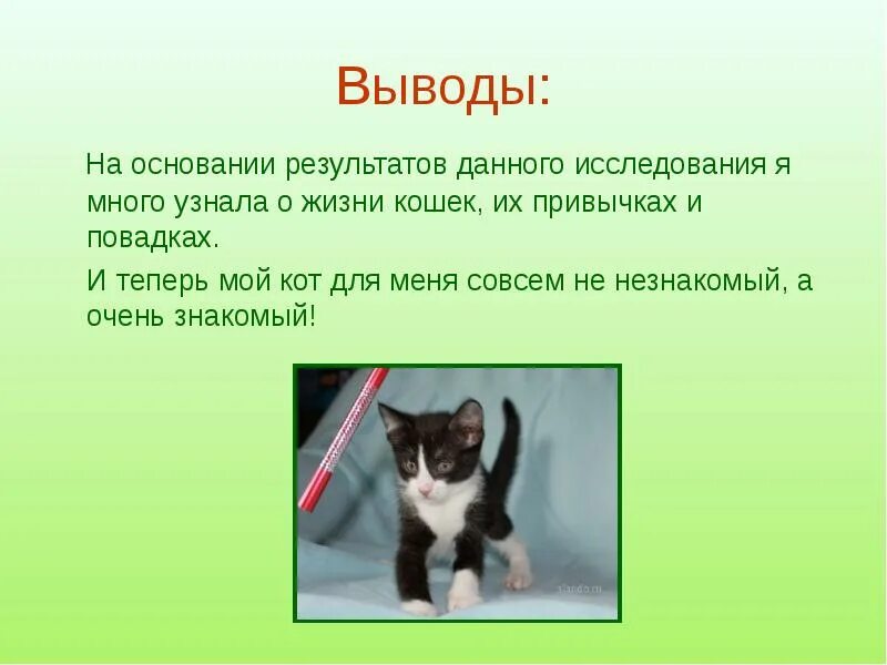 Понаблюдайте за своим домашним животным обратите