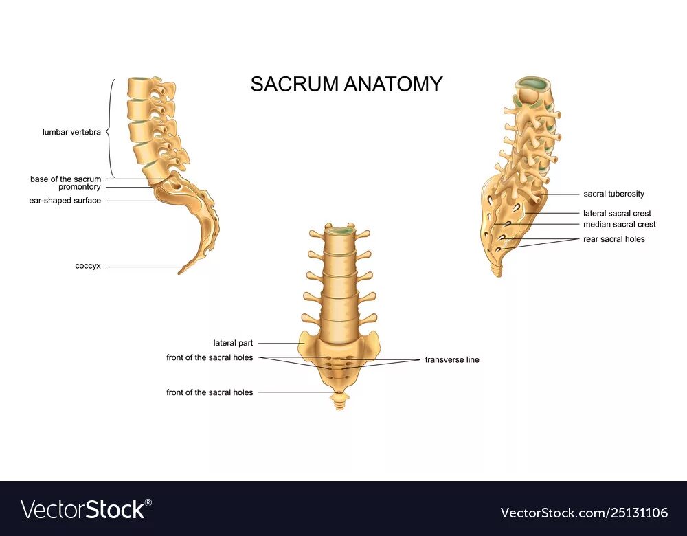 Крестец и копчик анатомия. Крестец и копчик анатомия человека. Sacrum vertebra Anatomy. Поясничные позвонки и крестец. Кости позвоночника бедро и печень