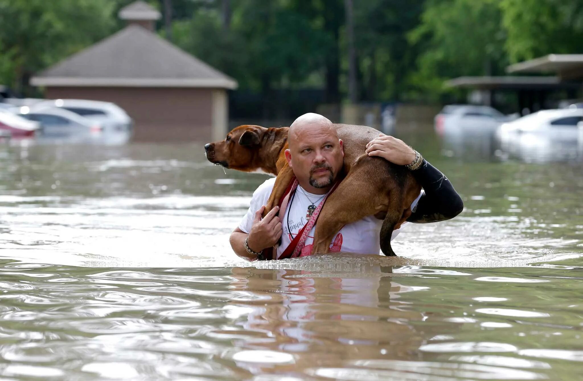 Спасутся люди видео. Спасение от наводнения. Животные при наводнении. Паводок животные.