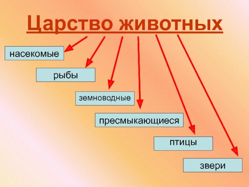 Классификация животных окружающий мир 3 класс. Представители царства животных 2 класс. Представители царства животных 5 класс биология. Царство животных 5 класс биология. В царстве животных.