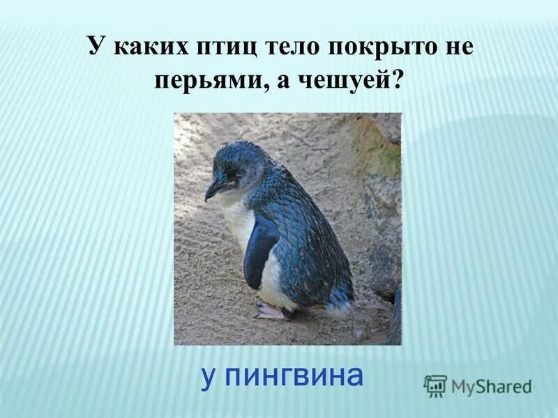 Птица с чешуей. У каких птиц тело покрыточешуёй. У птиц тело покрыто чешуей. Чешуя с птицей. Животные тело которых покрыто чешуей это.