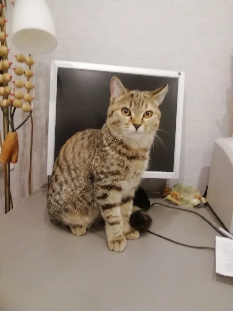 Авито абакан кошки. Кошки в абакане.