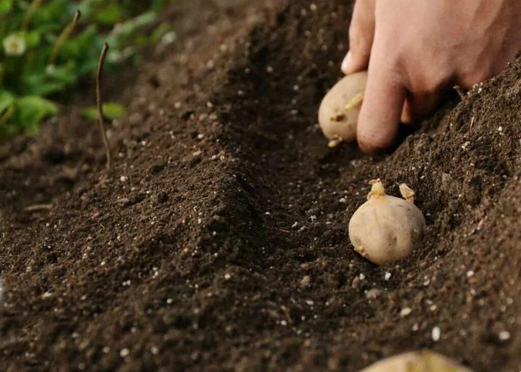 Когда сажать картофель в грунт. Лунки для картофеля. Лунки под картофель. Посадочная картошка. Посадка картофеля.