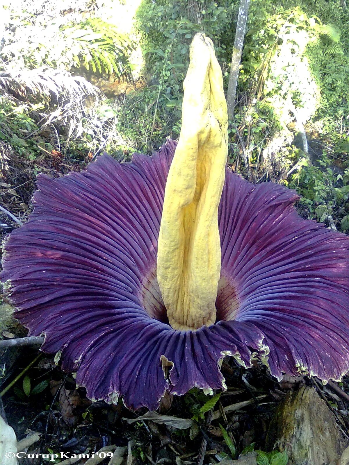 Аморфофаллус Титаниум. Титан Арум цветок. Трупный цветок Аморфофаллус. Трупный цветок (Amorphophallus Titanium). Загадочные растения