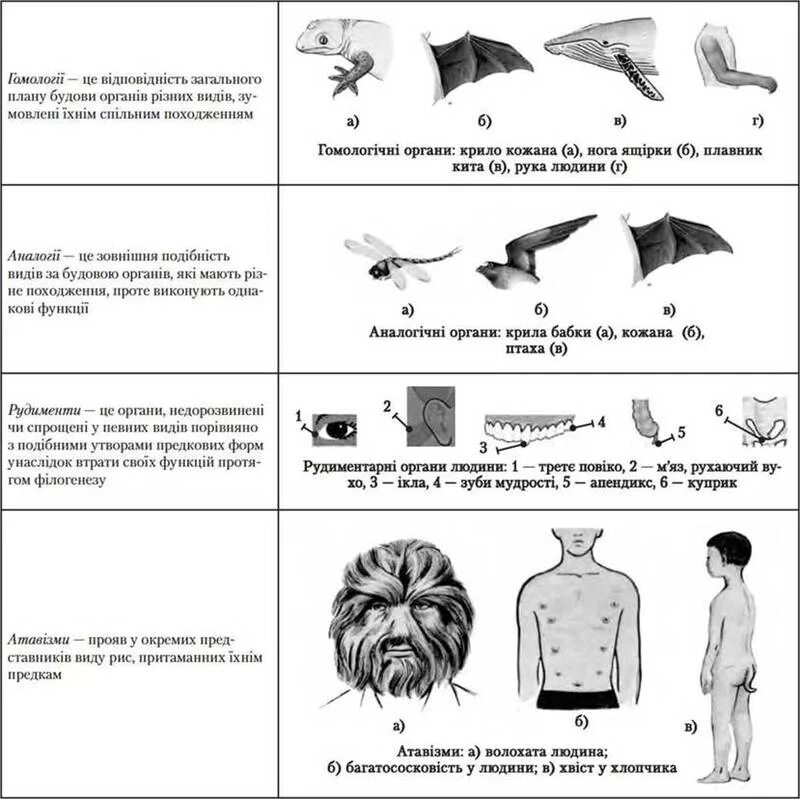 Гомологи аналоги рудименты атавизмы. Атавизмы рудименты гомологичные и аналогичные органы. Примеры рудиментов в биологии. Атавизмы и рудименты ЕГЭ биология.