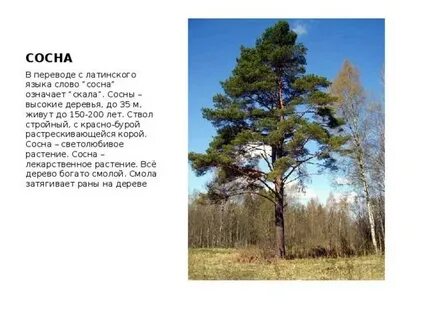 Среда обитания сосны