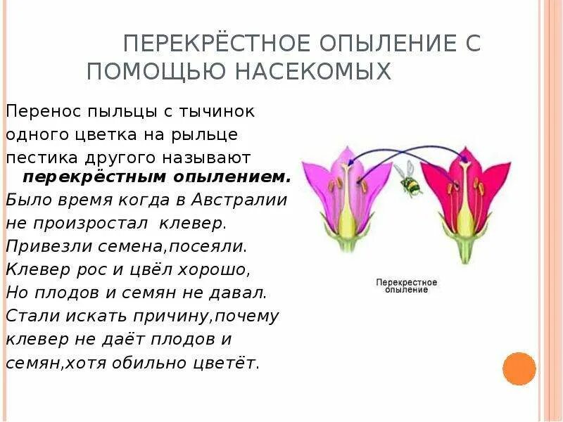 Перекрестное опыление растений с помощью насекомых. Перекрестное опыление у покрытосеменных. Опыления растений насекомыми биология 6 класс. Перекрестное опыление насекомыми биология 6 класс. При самоопылении пыльца