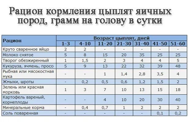 Таблица кормления цыплят несушек. Рацион кормов для цыплят. Таблица кормления суточных цыплят. Кормление цыплят несушек с первых дней рацион.