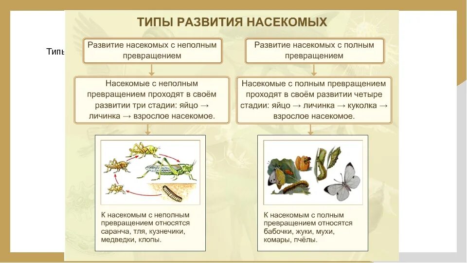 Типы развития насекомых схема. Схема типы развития насекомых 7 класс биология. Размножение насекомых с полным и неполным превращением. Типы развития насекомых таблица.
