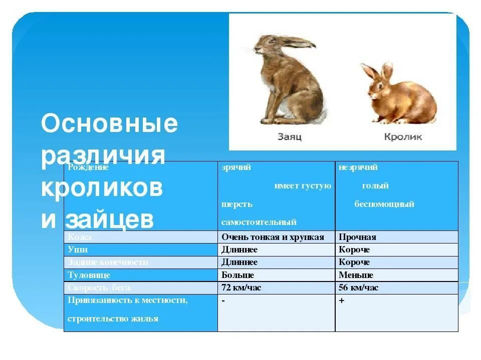 Отличия между зайцем и кроликом. Отличие зайца от кролика. Сравнение зайца и кролика. Отличие кролика от щайыа.