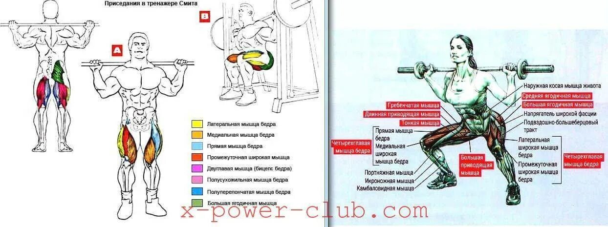 Мышцы при приседе