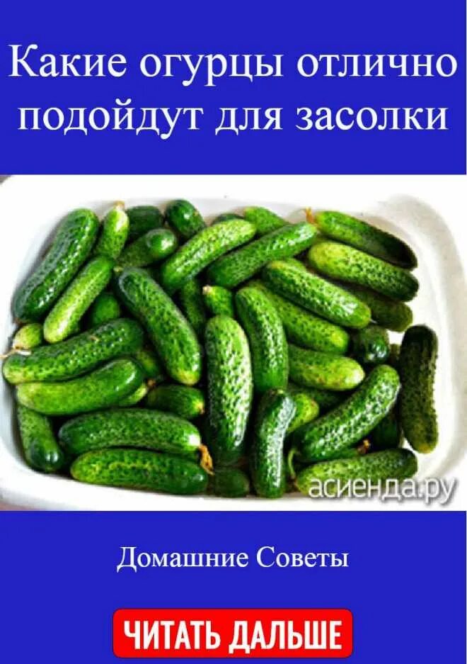 Какой сорт огурца лучше для засолки. Огурцы для засолки. Какие огурцы для засолки. Сорта огурцов для засолки на зиму. Название огурцов для засолки.