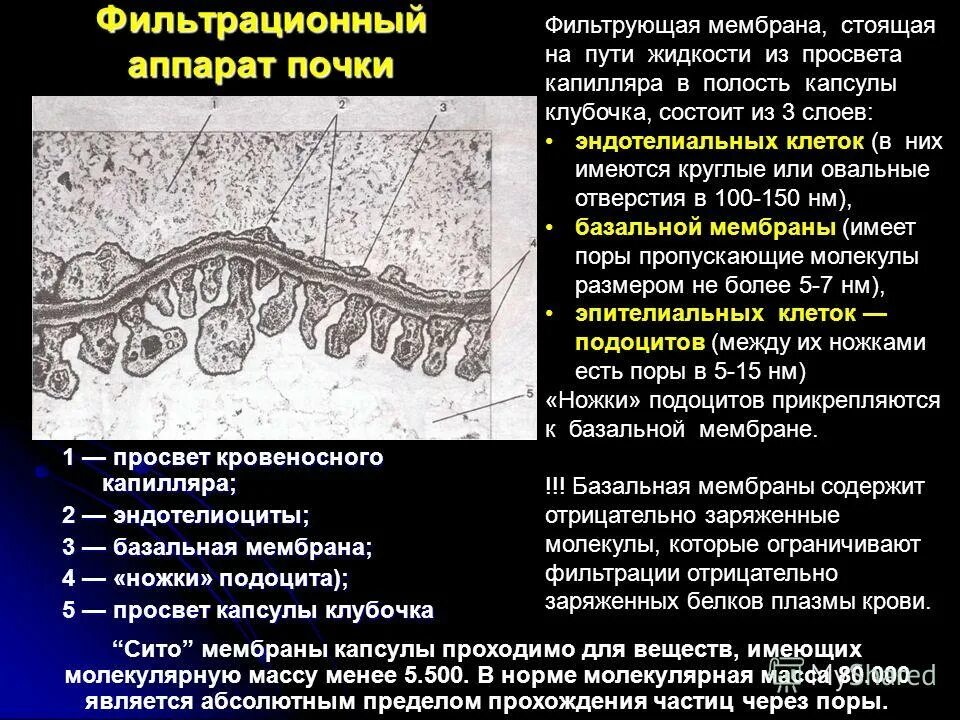 Базальная мембрана функции. Базальная мембрана почечного клубочка. Базальная мембрана клубочка почки. Строение фильтрационного барьера. Строение базальной мембраны клубочка.