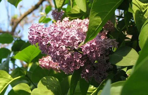 Сирень зеленые цветки