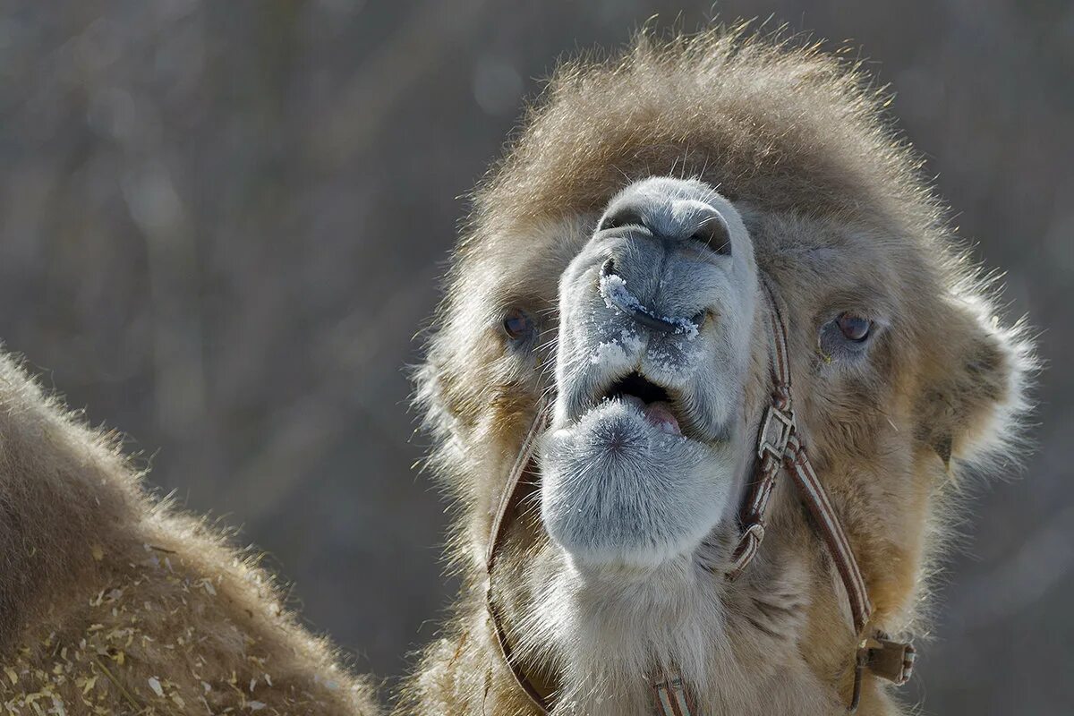 животное король пустыни. животные пустыни узбекистана. одногорбые аравийские верблюды. верблюд кэмел. пустыня мульт.