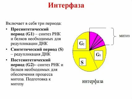 Интерфаза и фазы митоза