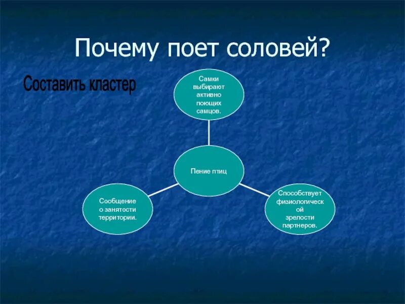 Почему соловьи поют ночью. Кластер на тему птицы. Кластер класс птицы. Почему поют соловьи. Кластер про соловья.