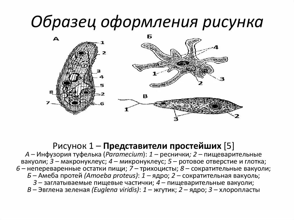 Сократительная вакуоль у амебы. Пример оформления рисунка. Рисунок образец оформления. Оформление рисунка с пояснениями. Оформление рисунков а б в.